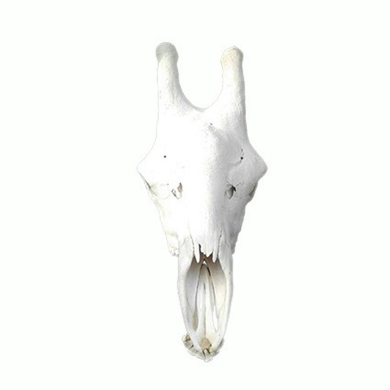 Giraffe Skull GS11 - Image 2