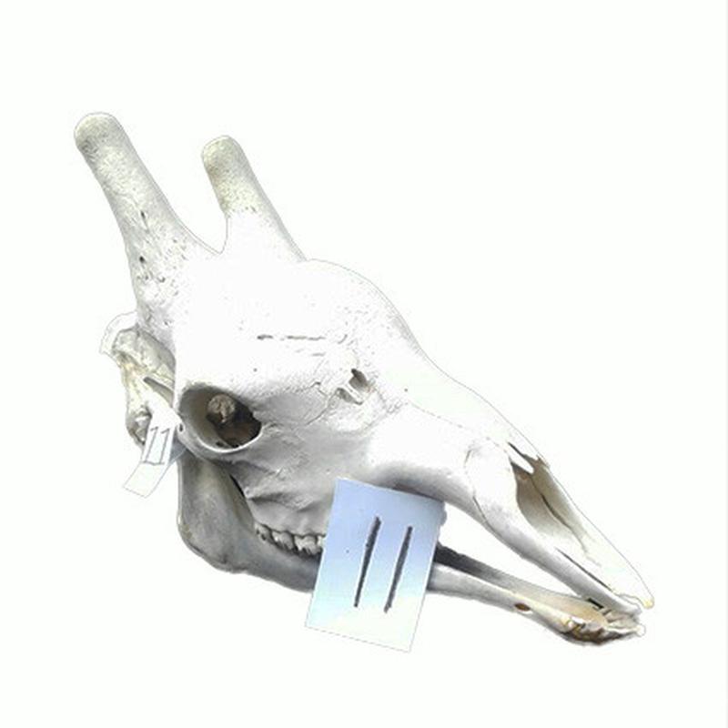 Giraffe Skull GS11 - Image 4