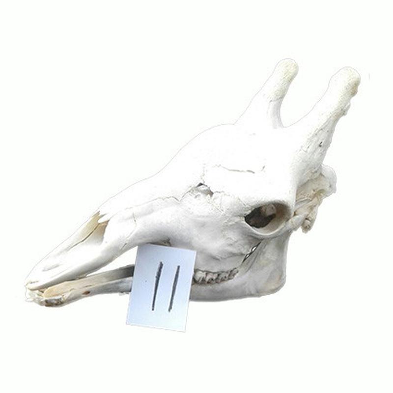 Giraffe Skull GS11