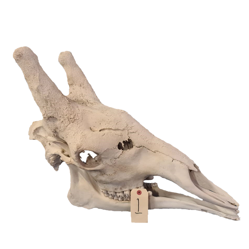 Giraffe Skull - GS110 - Image 2