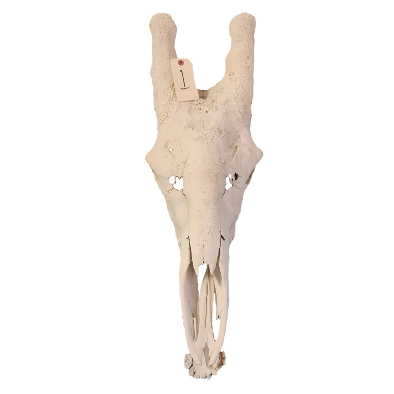 Giraffe Skull - GS110 - Image 3