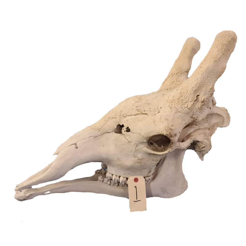 Giraffe Skull - GS110