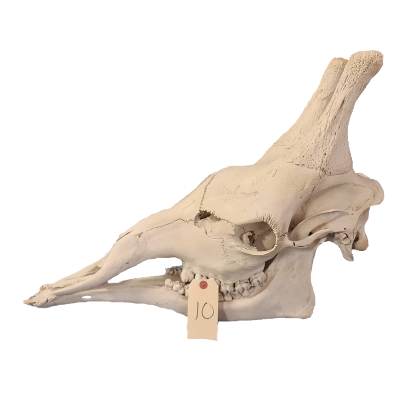 Giraffe Skull - GS111 - Image 3