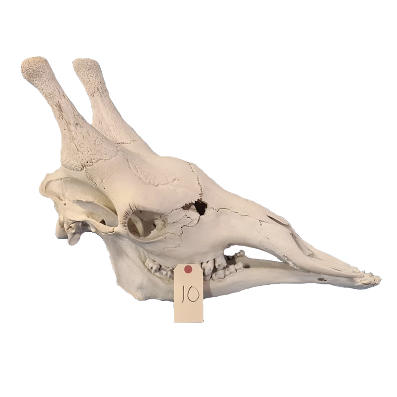 Giraffe Skull - GS111