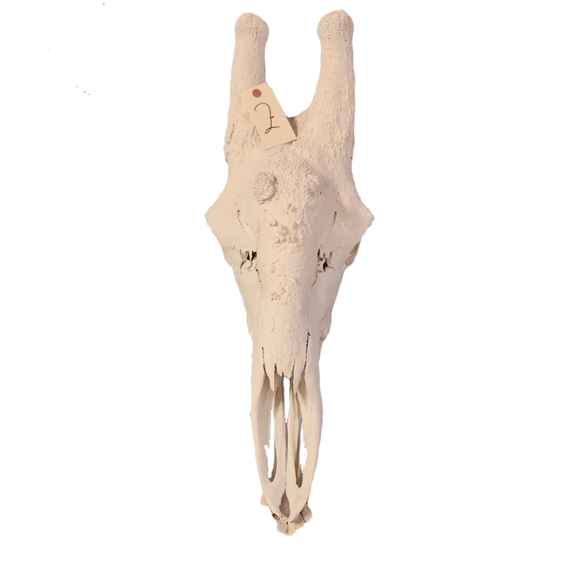 Giraffe Skull - GS112 - Image 2
