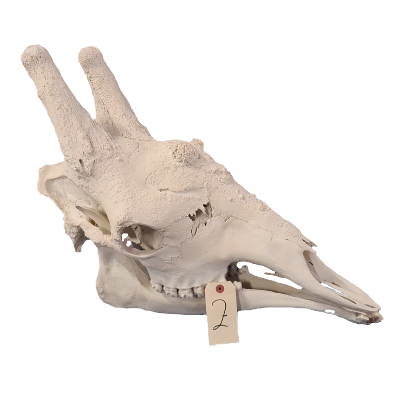 Giraffe Skull - GS112 - Image 3