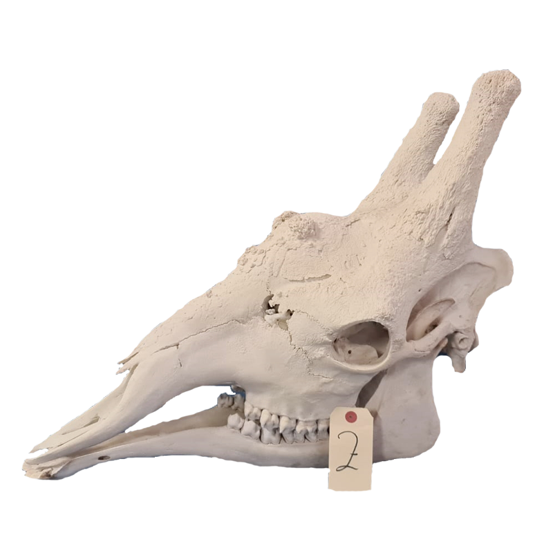 Giraffe Skull - GS112