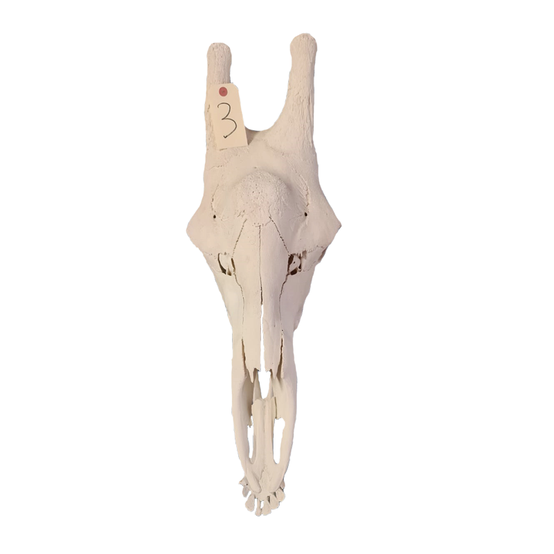 Giraffe Skull - GS113 - Image 2