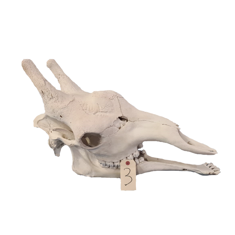 Giraffe Skull - GS113 - Image 3