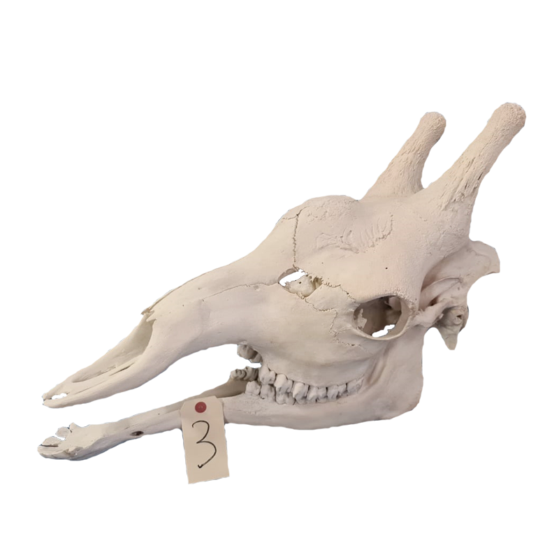 Giraffe Skull - GS113