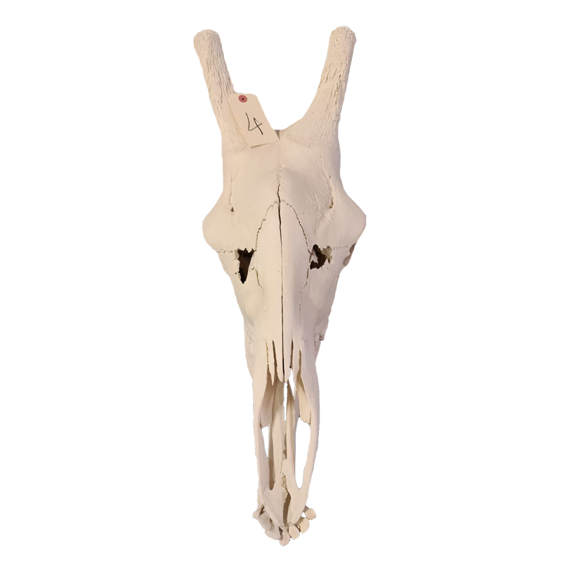 Giraffe Skull - GS114 - Image 2