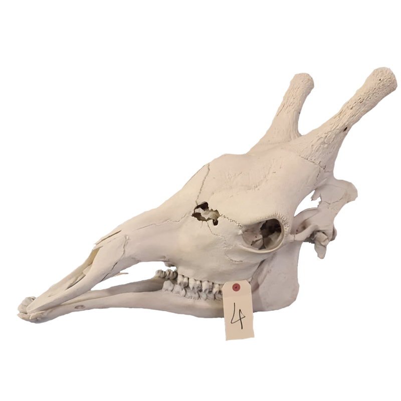 Giraffe Skull - GS114 - Image 3