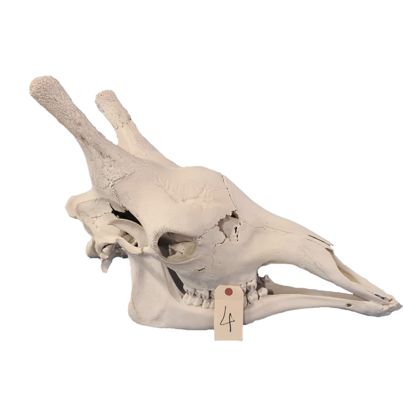 Giraffe Skull - GS114