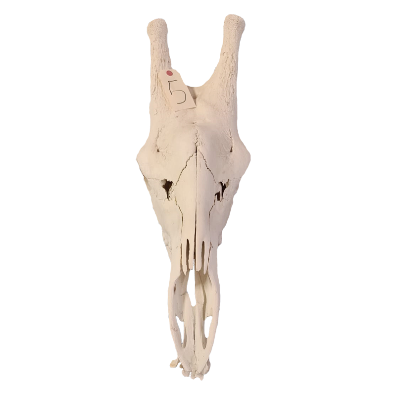 Giraffe Skull - GS115 - Image 2