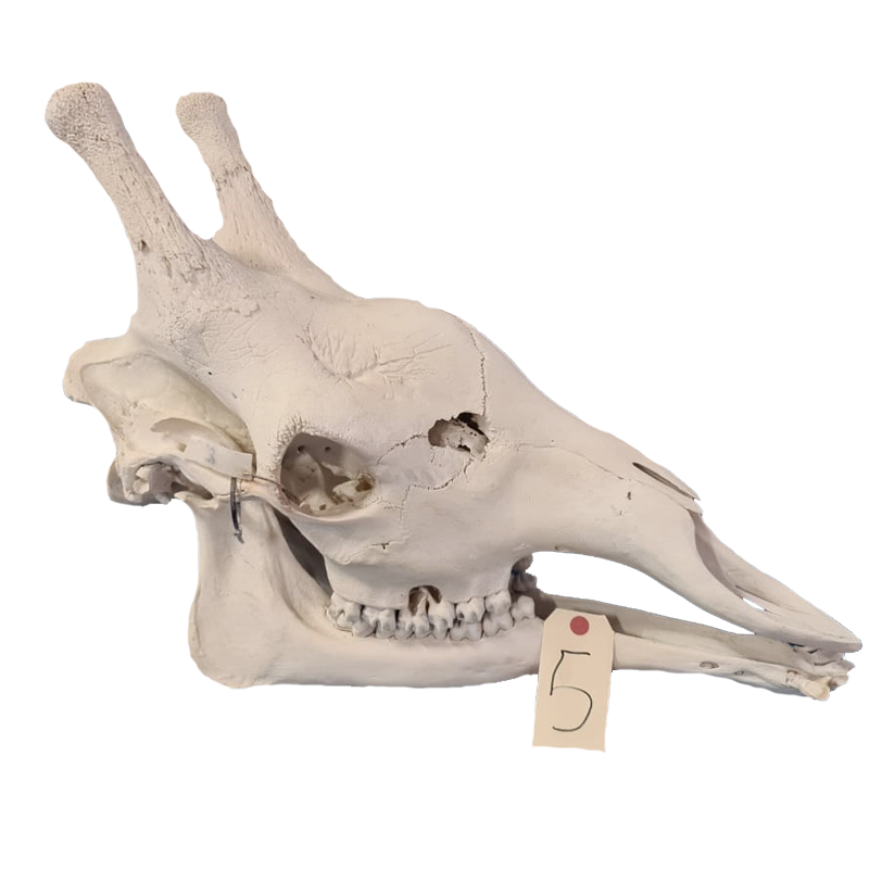 Giraffe Skull - GS115 - Image 3