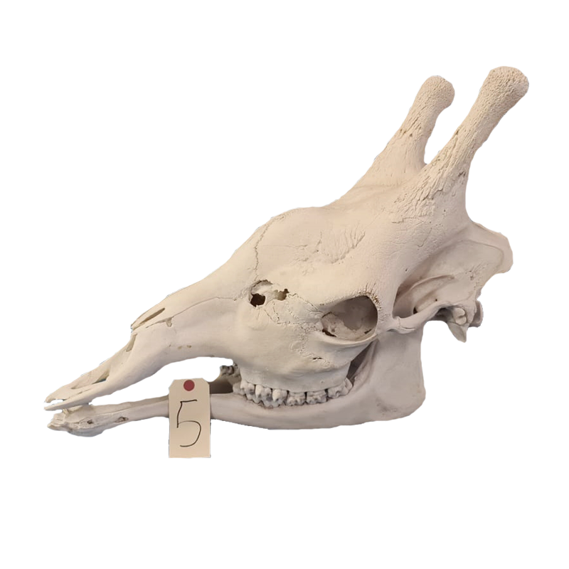 Giraffe Skull - GS115
