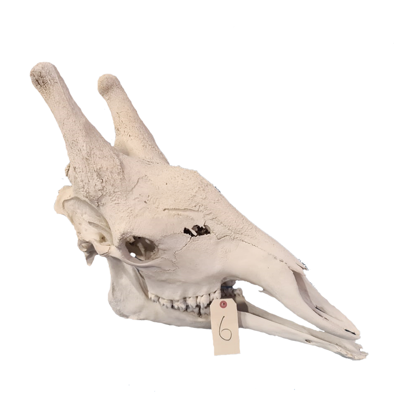 Giraffe Skull - GS116 - Image 2