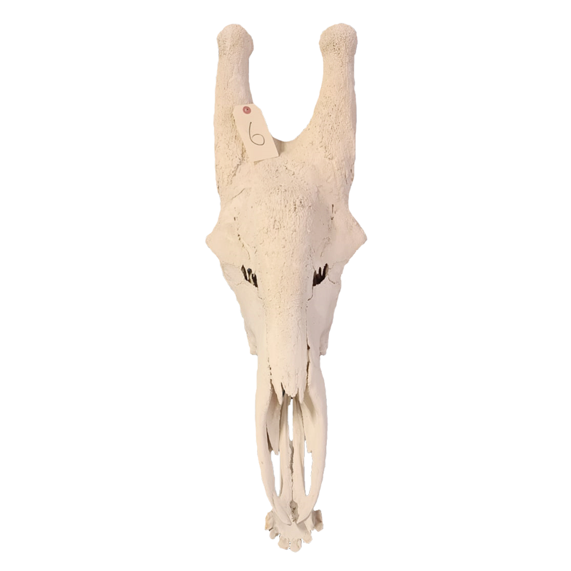 Giraffe Skull - GS116 - Image 3