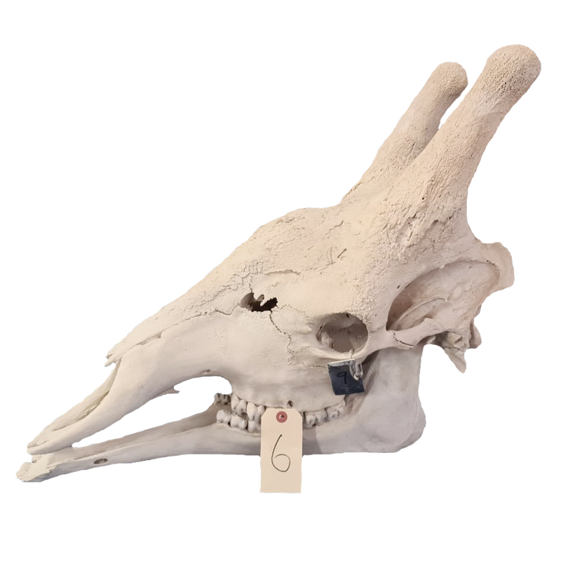 Giraffe Skull - GS116
