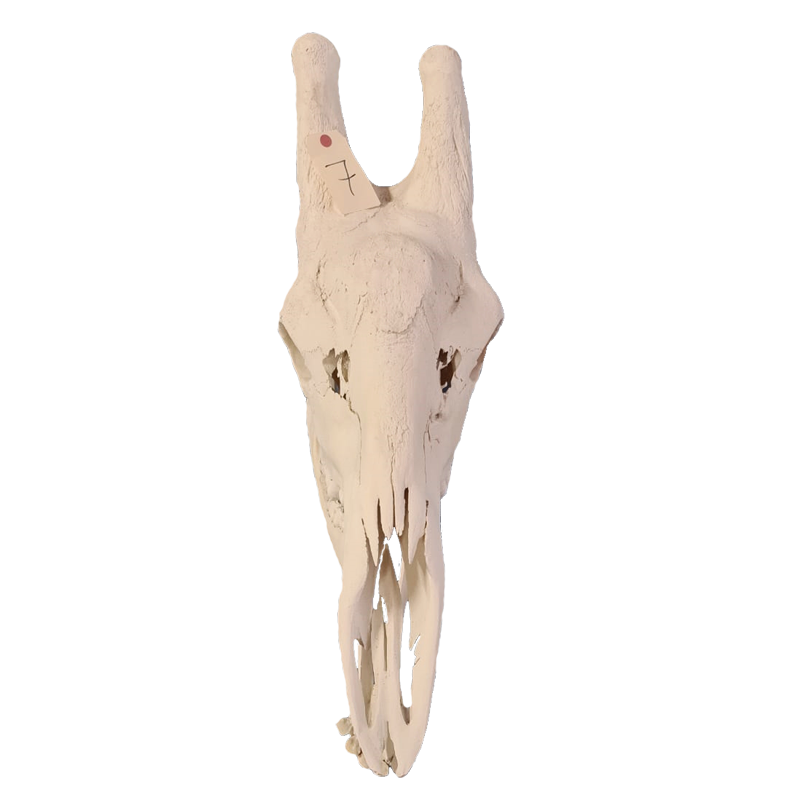 Giraffe Skull - GS117 - Image 2