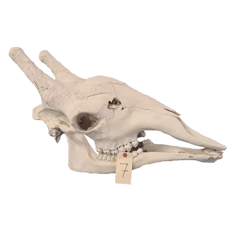 Giraffe Skull - GS117 - Image 3