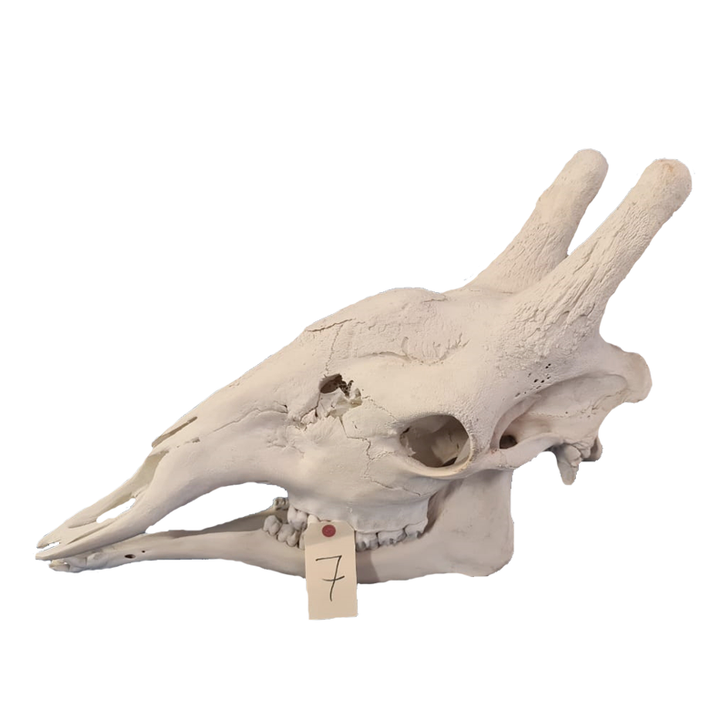 Giraffe Skull - GS117