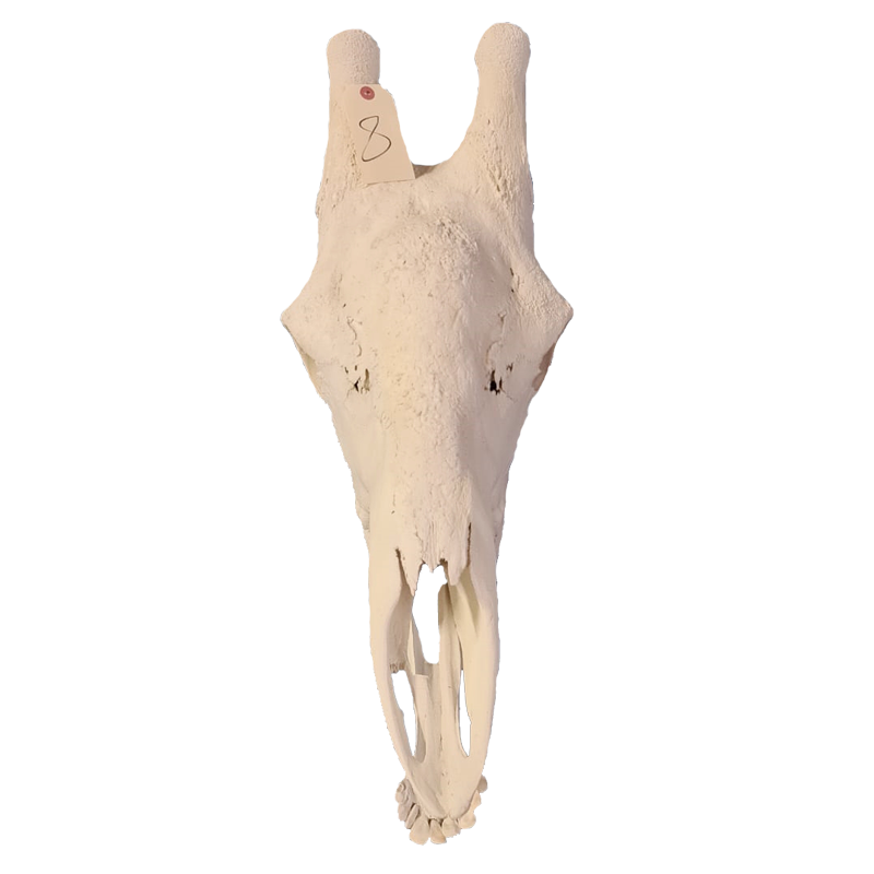 Giraffe Skull - GS118 - Image 2