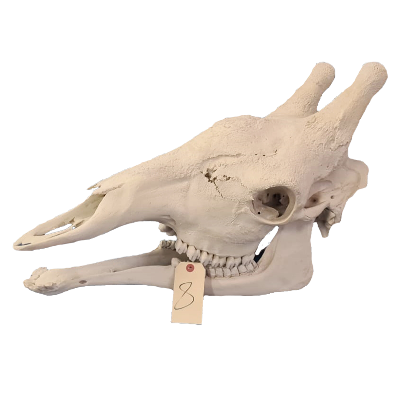 Giraffe Skull - GS118 - Image 3