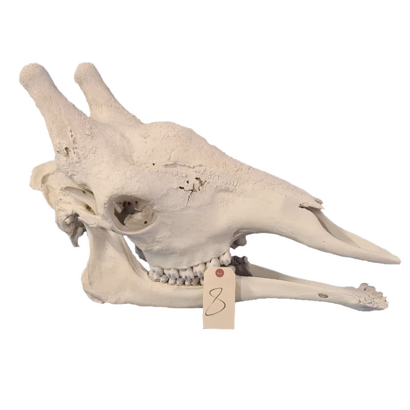 Giraffe Skull - GS118