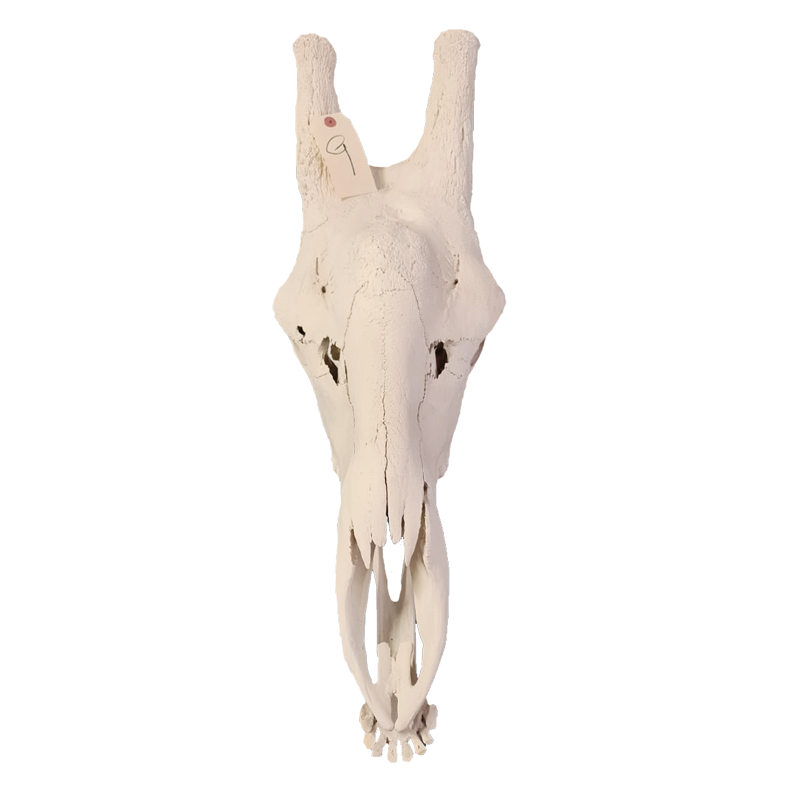 Giraffe Skull - GS119 - Image 2