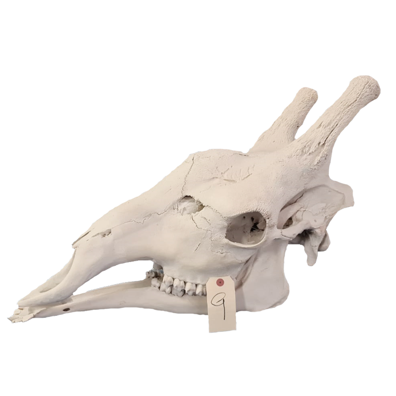 Giraffe Skull - GS119 - Image 3