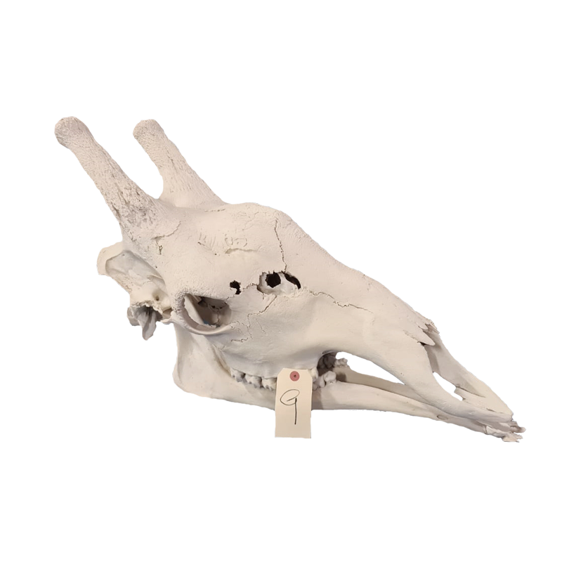 Giraffe Skull - GS119