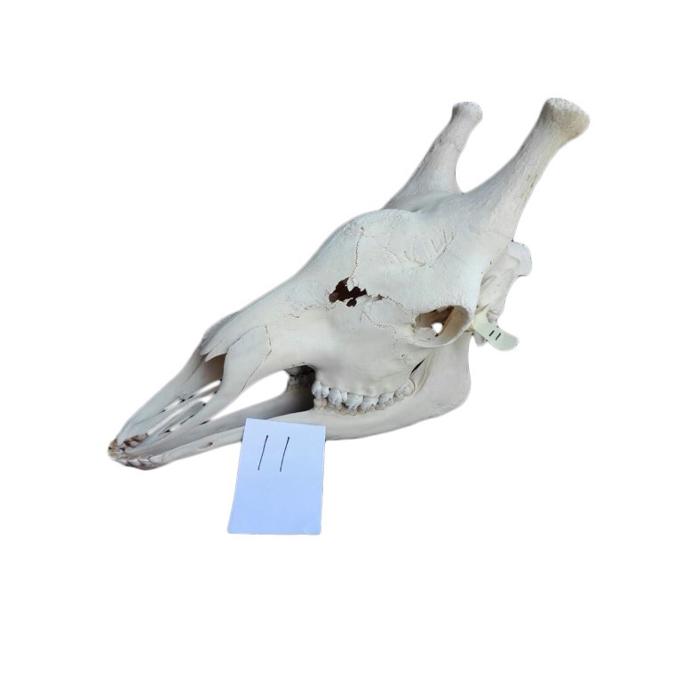 GIRAFFE SKULL GS11A - Image 2