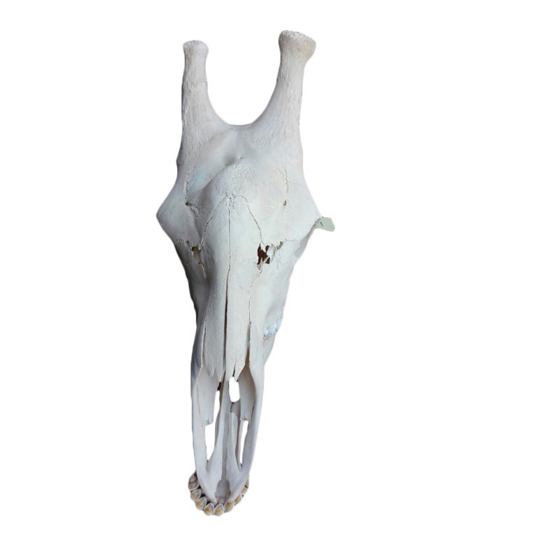 GIRAFFE SKULL GS11A - Image 4