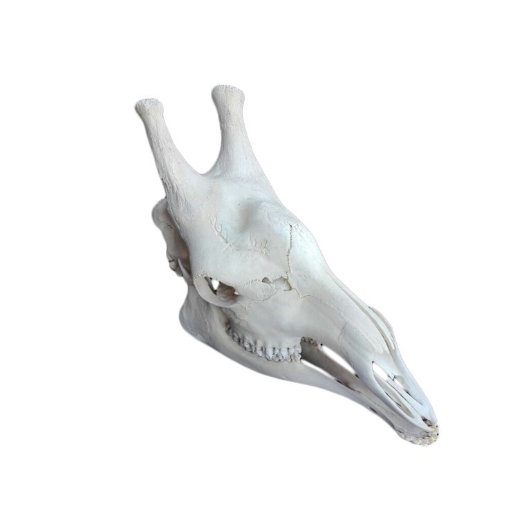 GIRAFFE SKULL GS11A