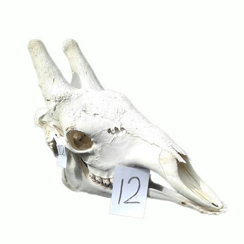 Giraffe Skull GS12 - Image 2