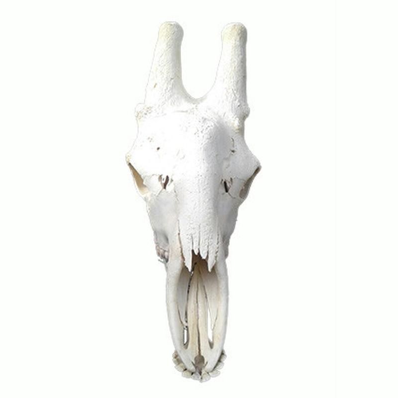 Giraffe Skull GS12 - Image 3