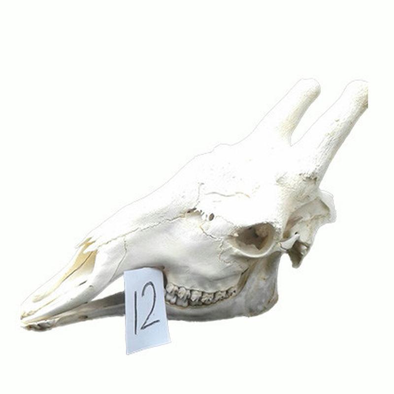 Giraffe Skull GS12