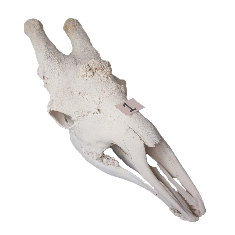 Giraffe Skull - GS121 - Image 2