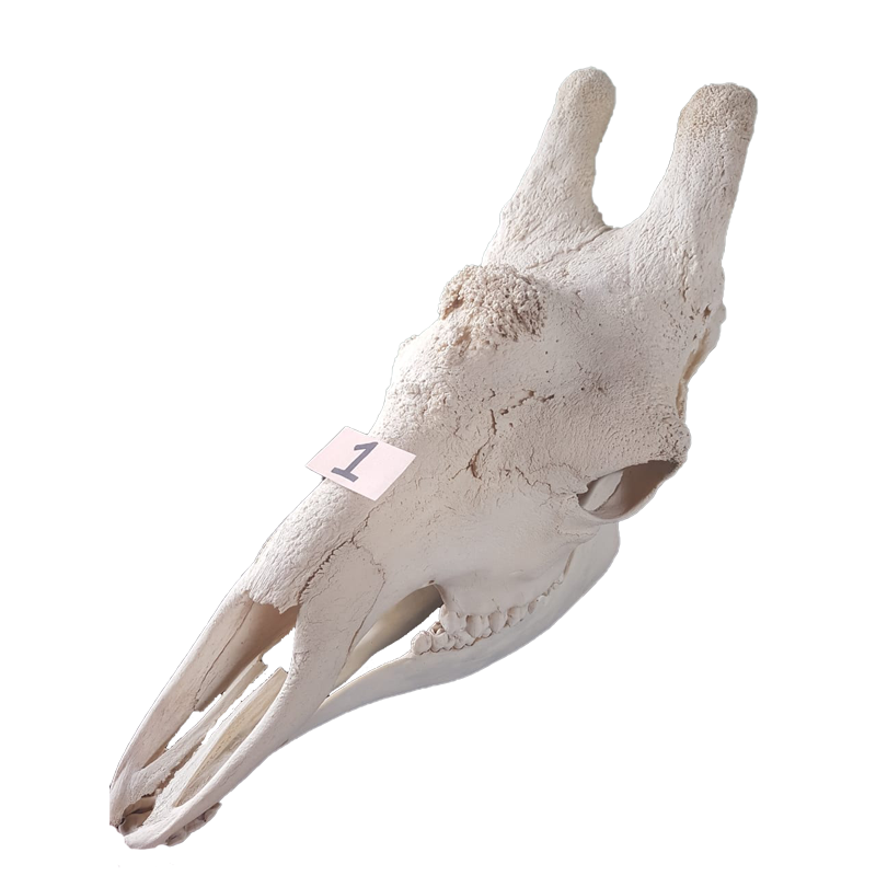 Giraffe Skull - GS121 - Image 3