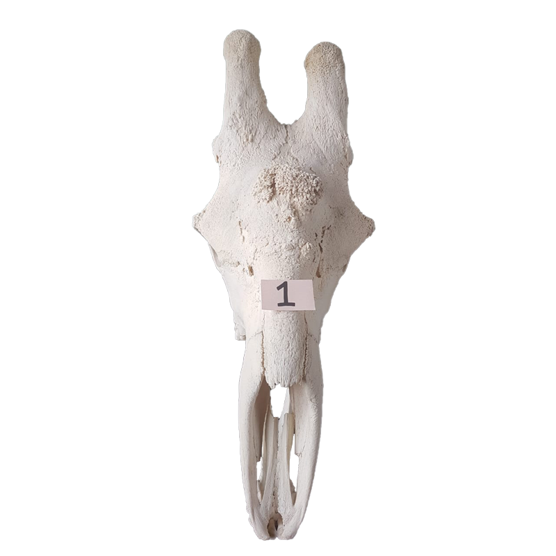 Giraffe Skull - GS121