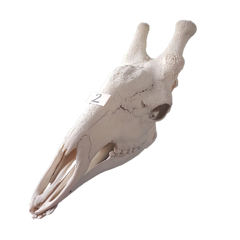 Giraffe Skull - GS122 - Image 2