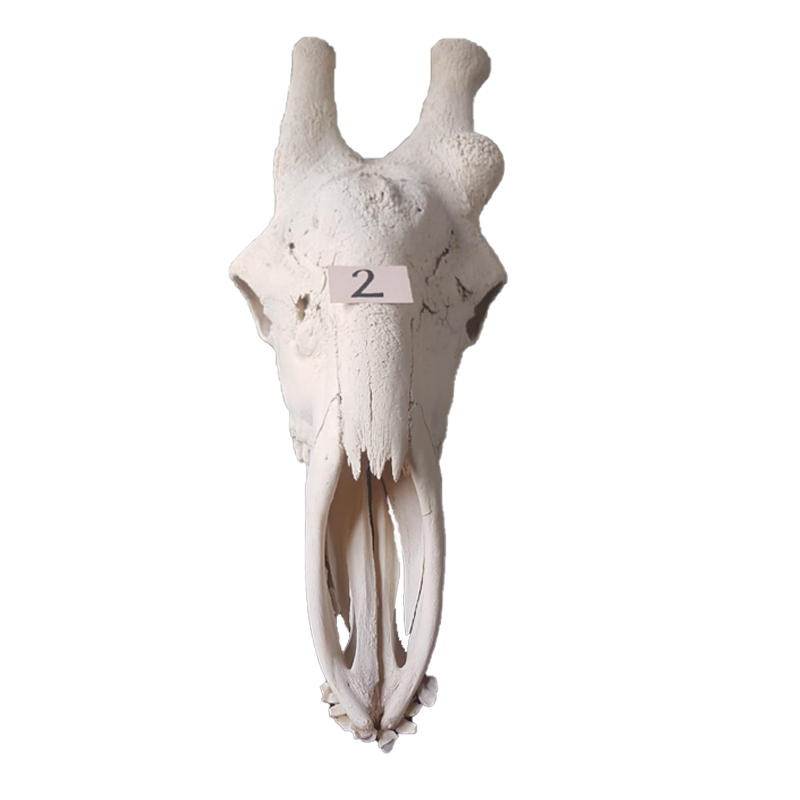 Giraffe Skull - GS122