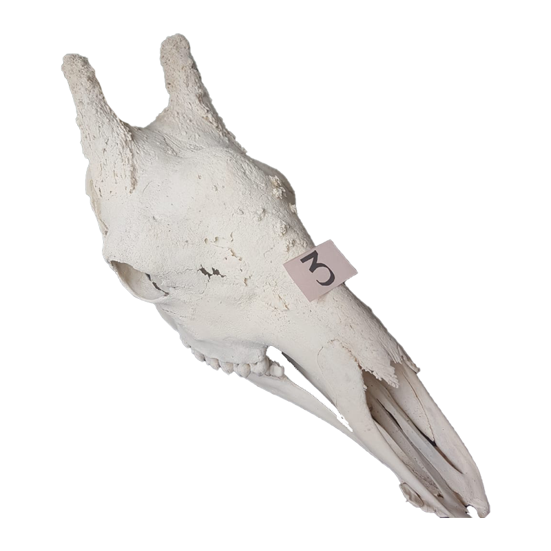 Giraffe Skull - GS123 - Image 2