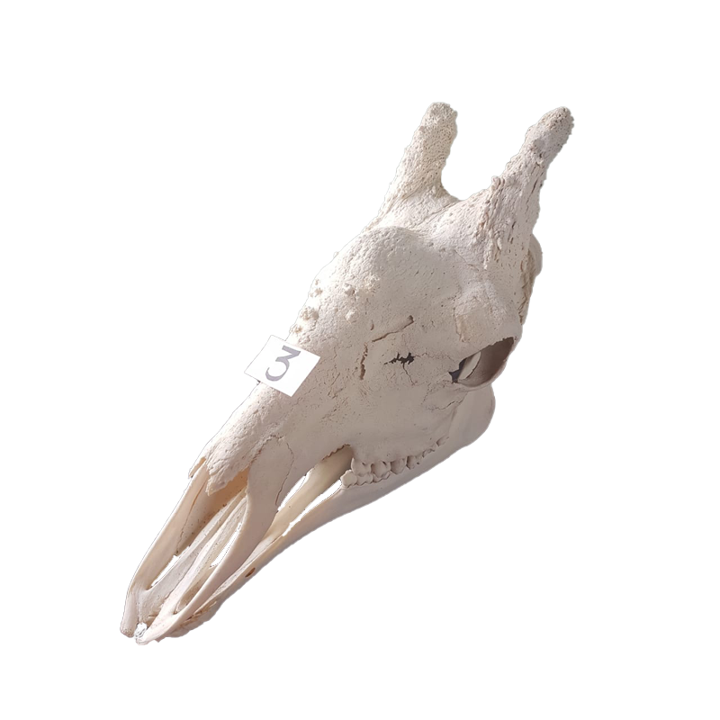 Giraffe Skull - GS123 - Image 3