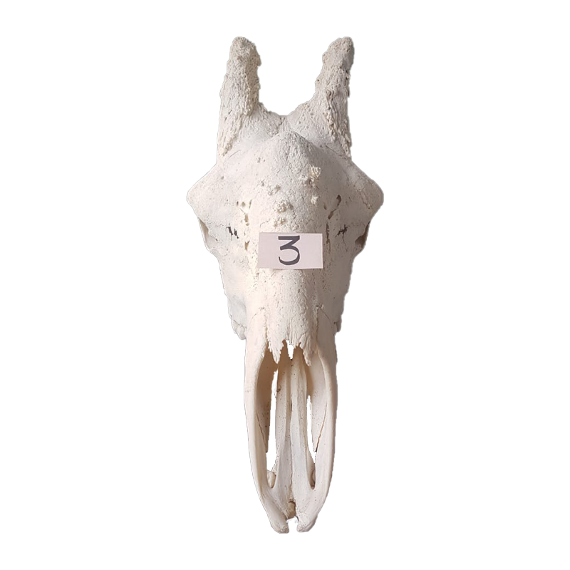 Giraffe Skull - GS123