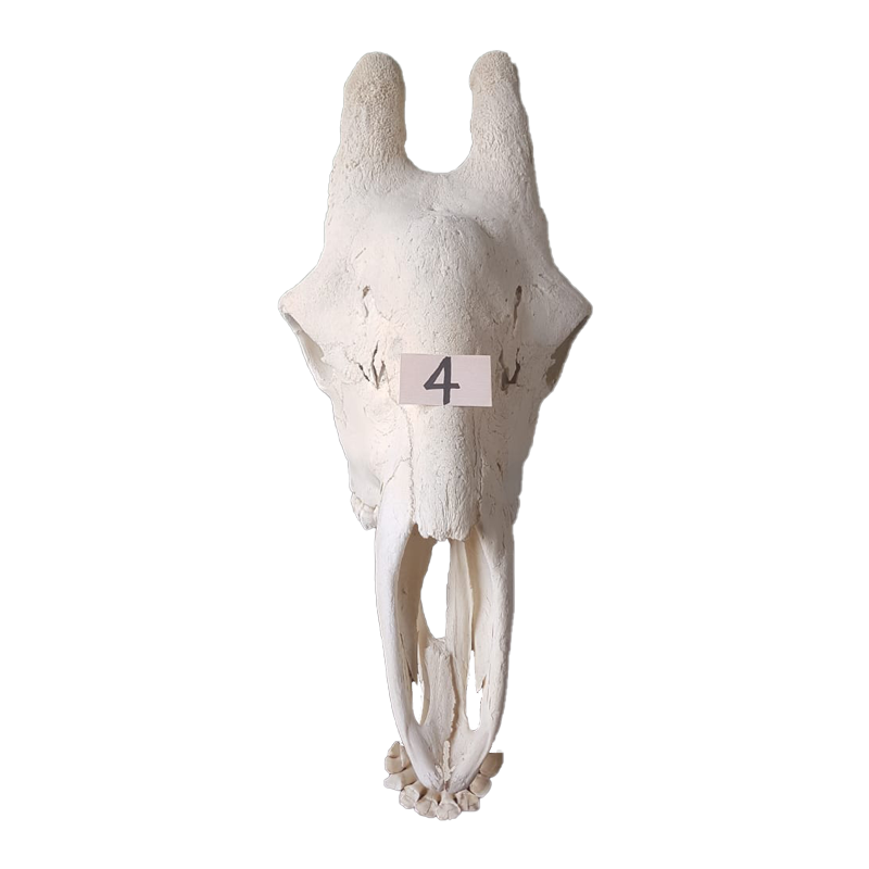 Giraffe Skull - GS124 - Image 2