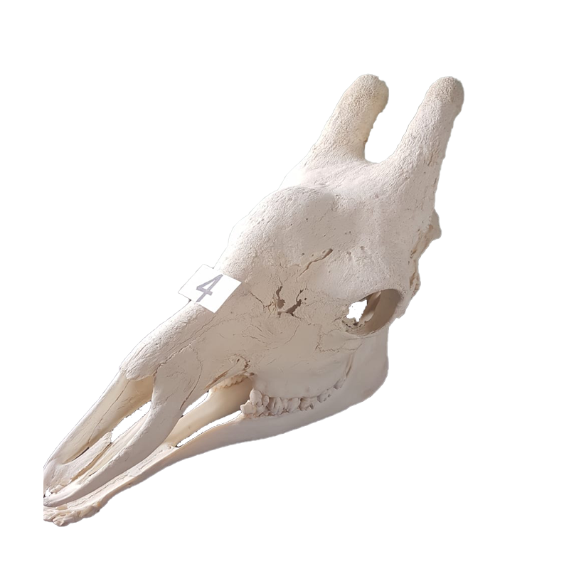Giraffe Skull - GS124 - Image 3