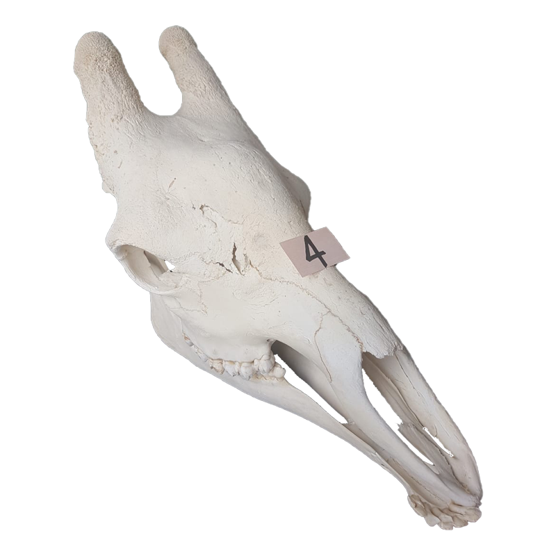 Giraffe Skull - GS124