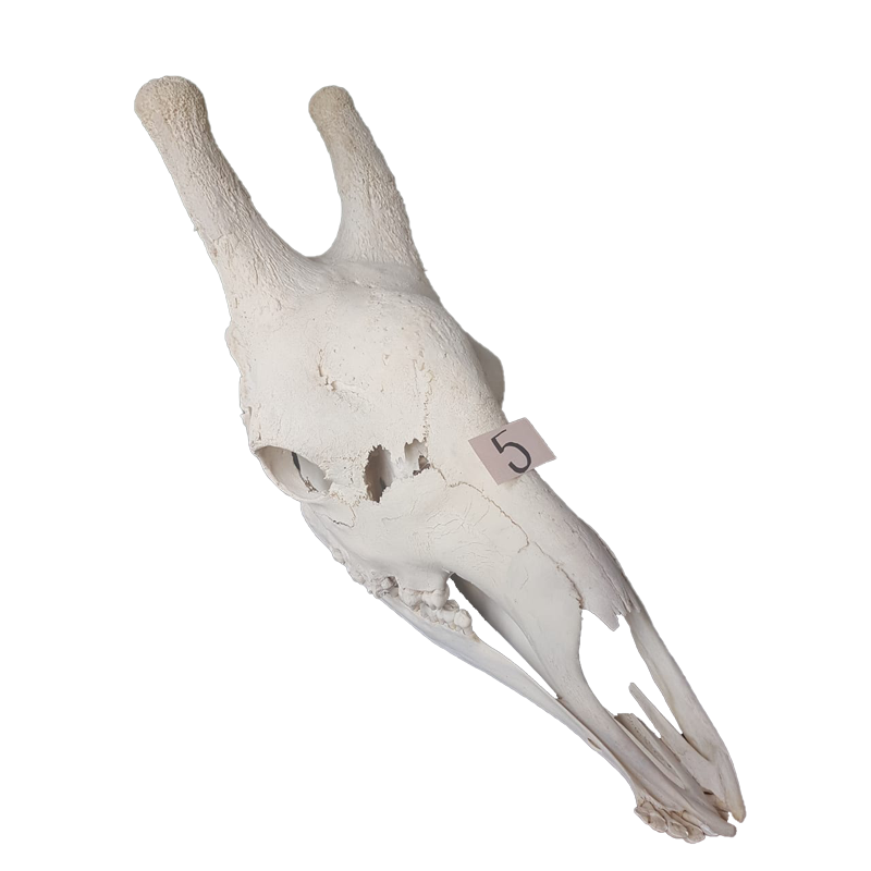 Giraffe Skull - GS125 - Image 2